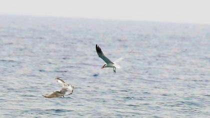 Caspian Tern