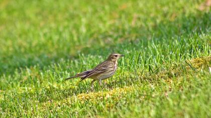 Tree Pipit