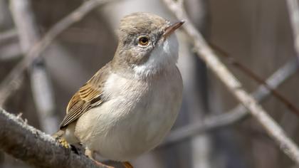 Common Whitethroat