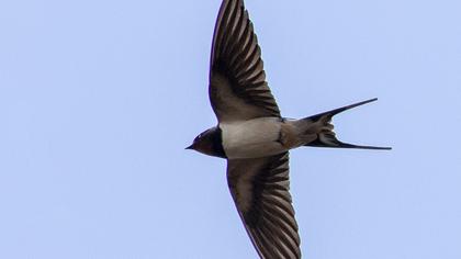 Barn Swallow