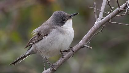 Eastern Orphean Warbler