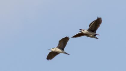 Black-crowned Night Heron