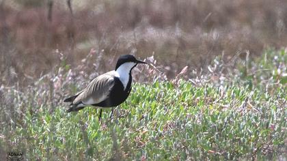Spur-winged Lapwing