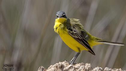 Western Yellow Wagtail