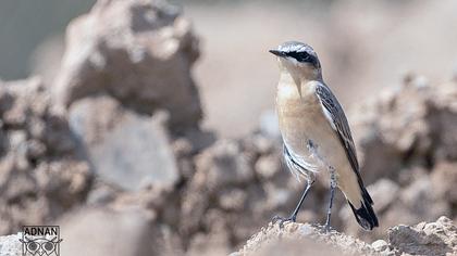 Northern Wheatear