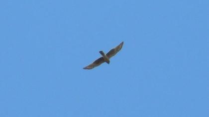 Montagu`s Harrier