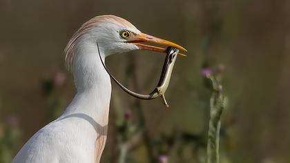 Western Cattle Egret