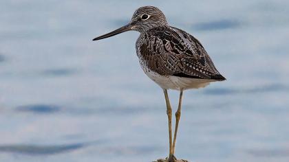Common Greenshank