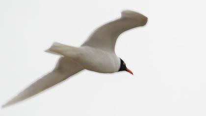 Mediterranean Gull