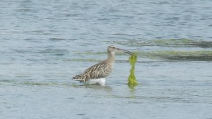 Eurasian Curlew