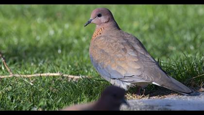 Laughing Dove