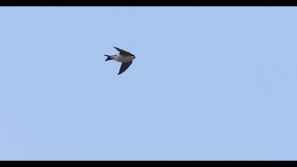 Common House Martin