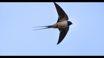 Barn Swallow