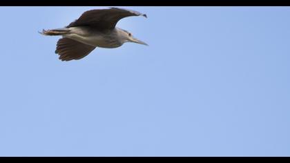 Black-crowned Night Heron