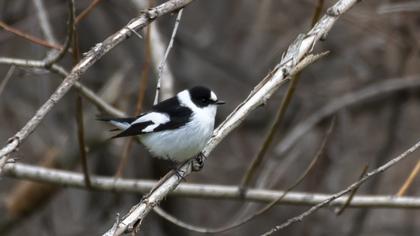 Collared Flycatcher