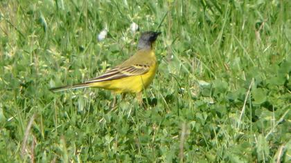 Sarı kuyruksallayan