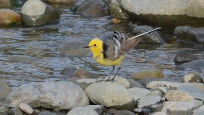 Citrine Wagtail
