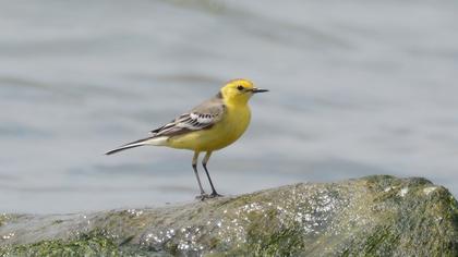 Citrine Wagtail