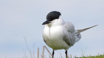 Gull-billed Tern