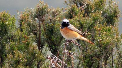 Common Redstart