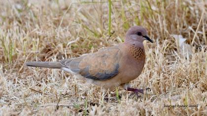 Laughing Dove