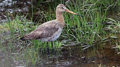 Black-tailed Godwit