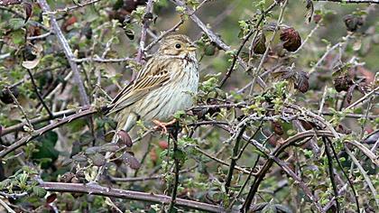 Corn Bunting