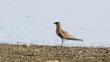 Collared Pratincole