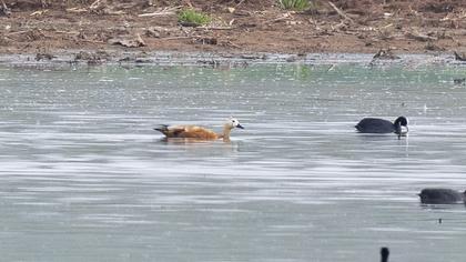 Ruddy Shelduck