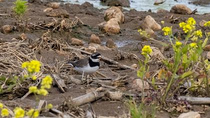 Common Ringed Plover