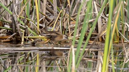 Little Crake