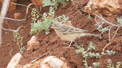 Ortolan Bunting