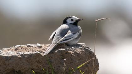 White Wagtail