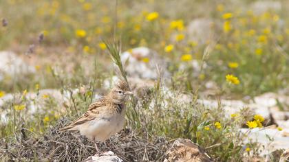 Greater Short-toed Lark