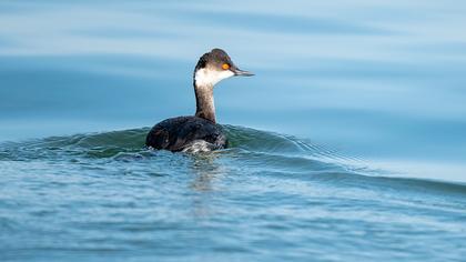 Black-necked Grebe