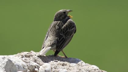 Corn Bunting