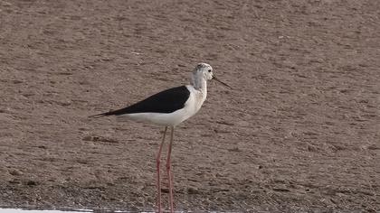 Black-winged Stilt