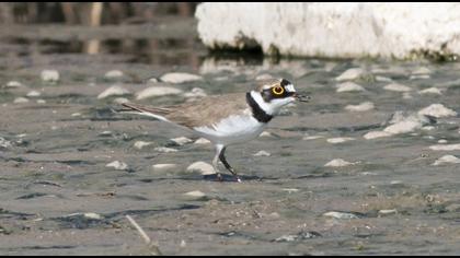 Little Ringed Plover