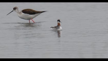 Red-necked Phalarope
