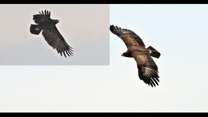 Greater Spotted Eagle