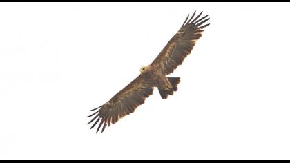 Lesser Spotted Eagle