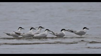 Sandwich Tern