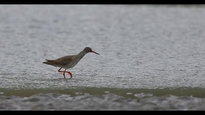 Common Redshank