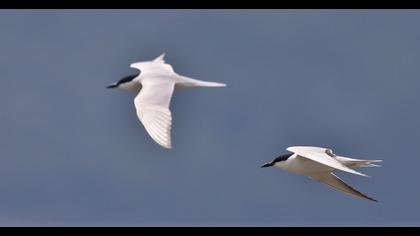 Gull-billed Tern