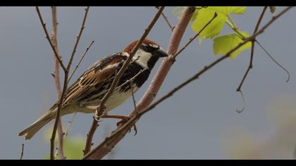 Spanish Sparrow