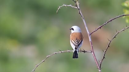 Red-backed Shrike