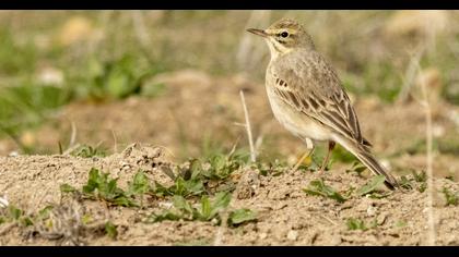 Tawny Pipit