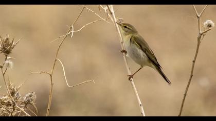 Willow Warbler