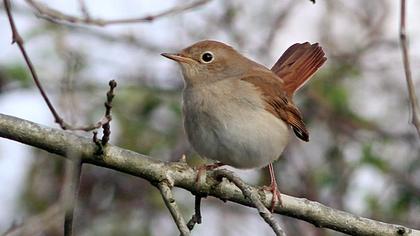 Common Nightingale