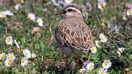 Eurasian Dotterel